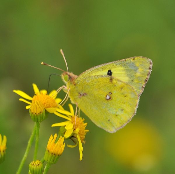 Colias hyale ?